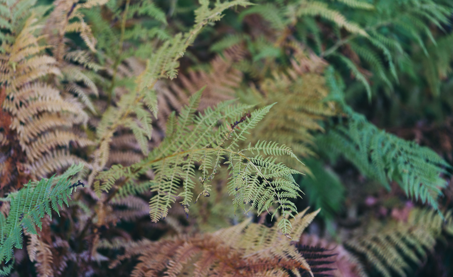 Plante naturbilder 9