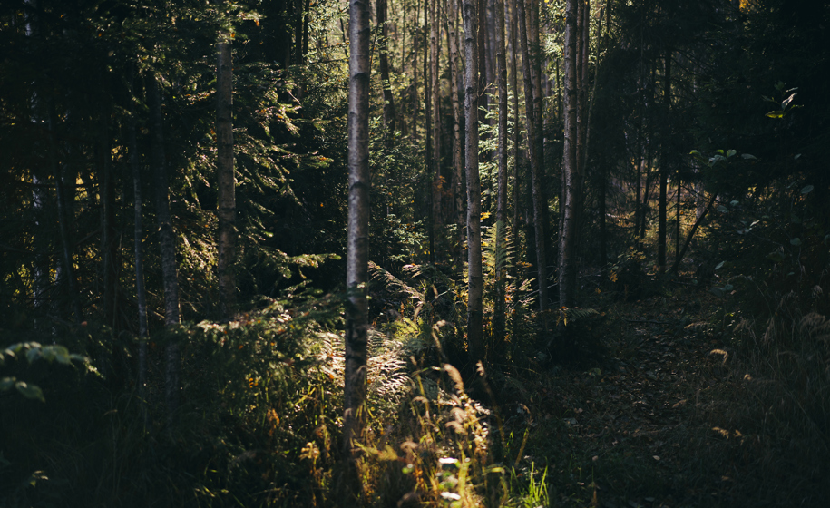 Skog med sollys naturbilder 13
