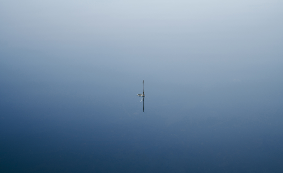 Gress i innsjø naturbilder 4