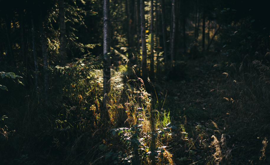 Skog med sollys naturbilder 11