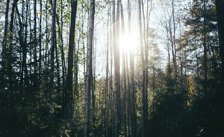 Skog med sollys naturbilder 12