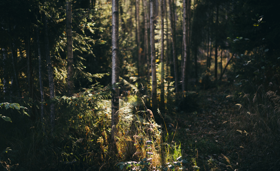 Skog med sollys naturbilder 10