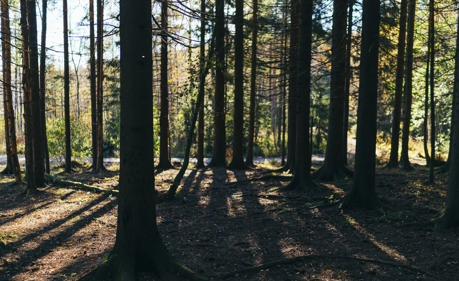 Skog med sollys naturbilder 9