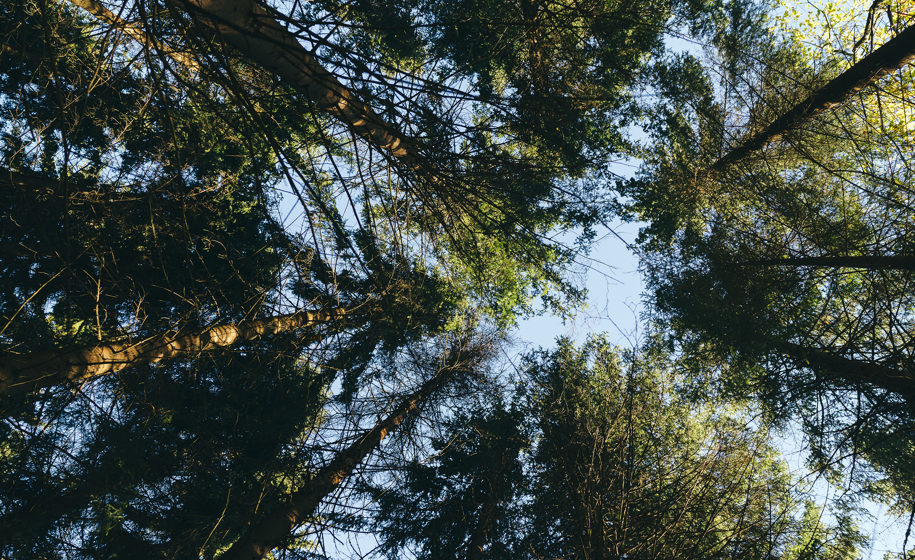 Tretopper naturbilder 4