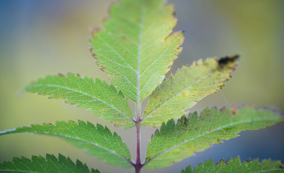Plante nærbilde naturbilder 4
