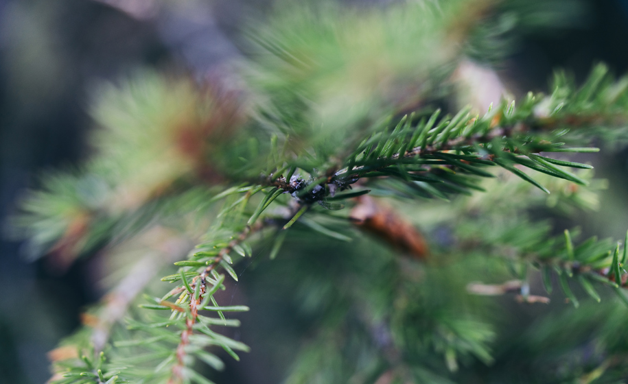 Plante nærbilde naturbilder 5