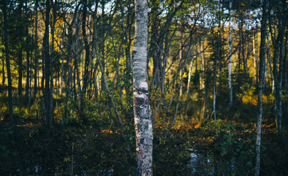 Skog med sollys naturbilder 7