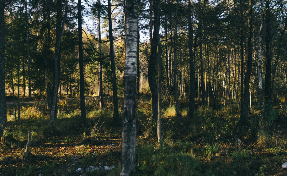 Skog med sollys naturbilder 5