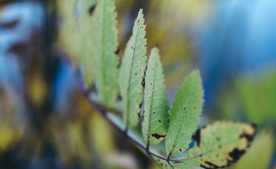 Plante nærbilde naturbilder 3