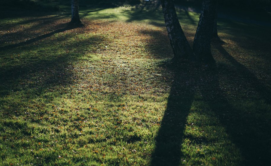 Gressplen i sol naturbilder 1