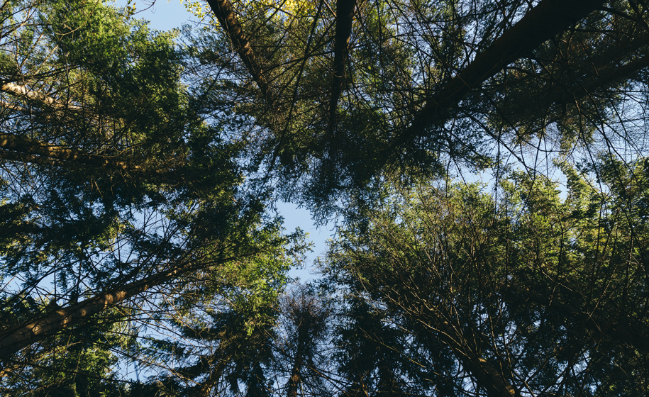Tretopper naturbilder 3