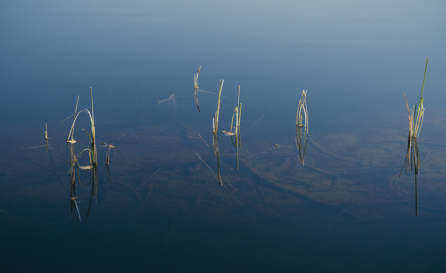 Gress i innsjø naturbilder 6