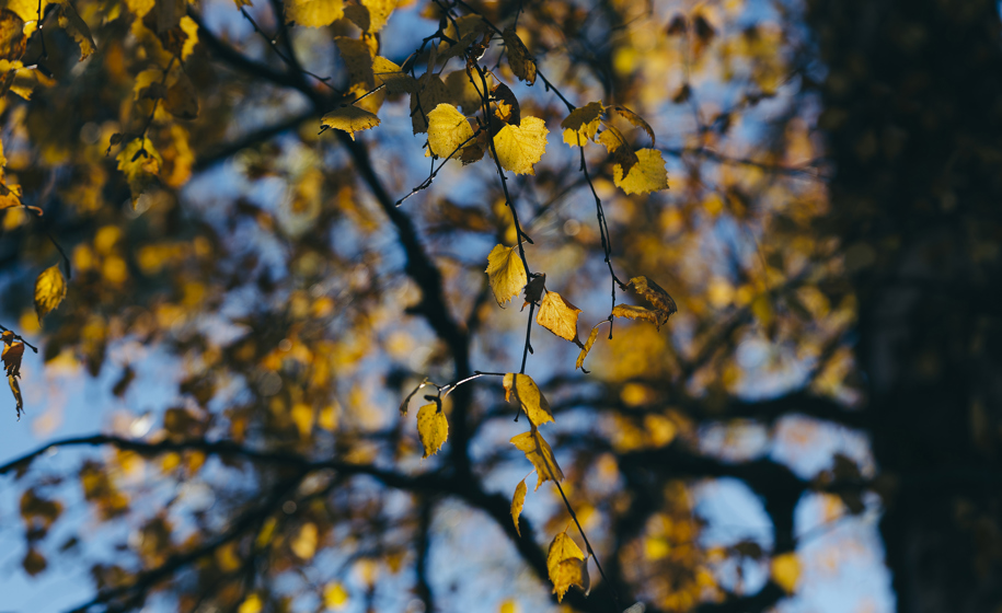 Plante naturbilder 1