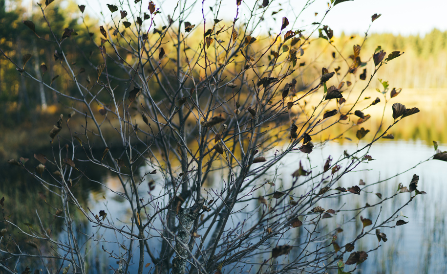 Plante naturbilder 2