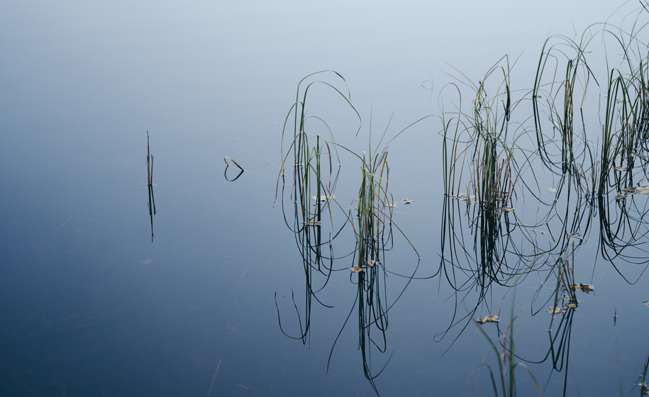 Gress i innsjø naturbilder 5