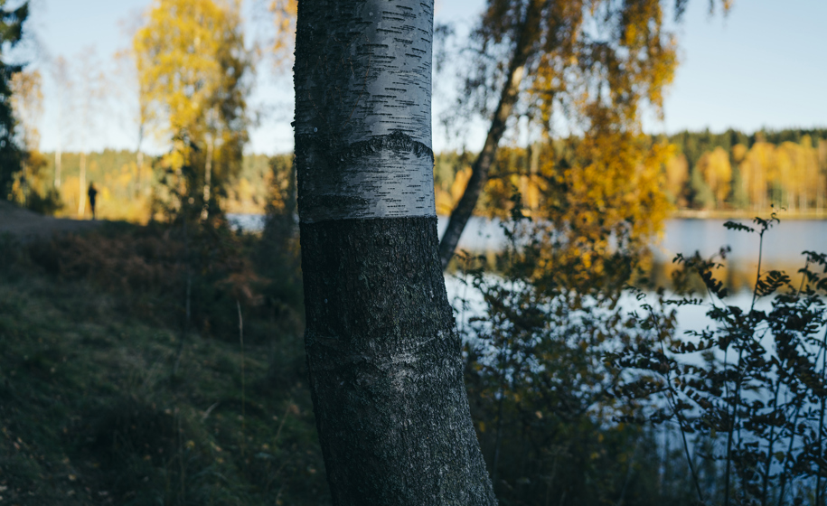 Trestamme med innsjø i bakgrunn naturbilder 2