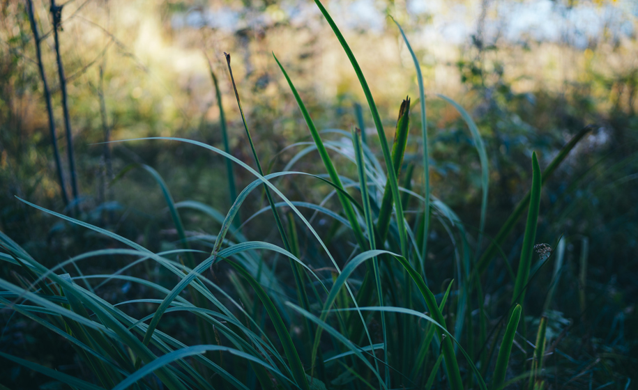 Plante naturbilder 8