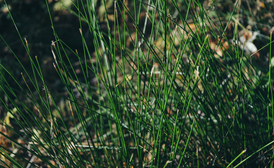 Plante naturbilder 5