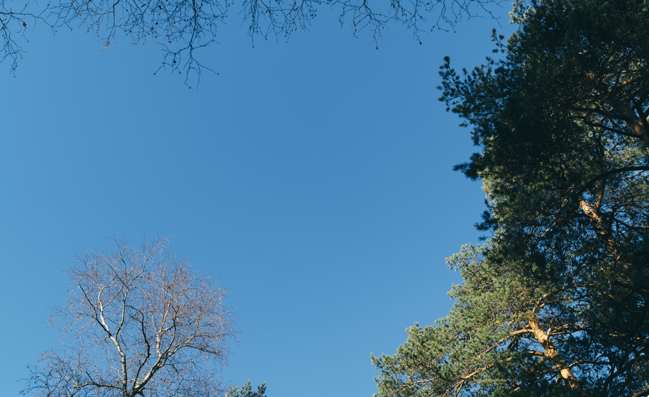 Tretopper naturbilder 2