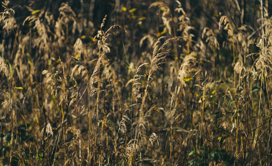 Plante naturbilder 3