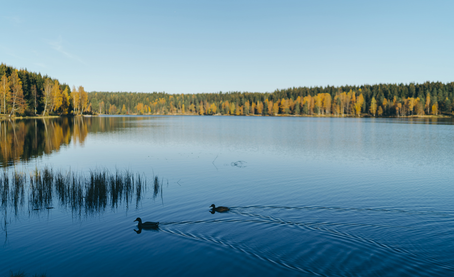 Ender på innsjø naturbilder 1