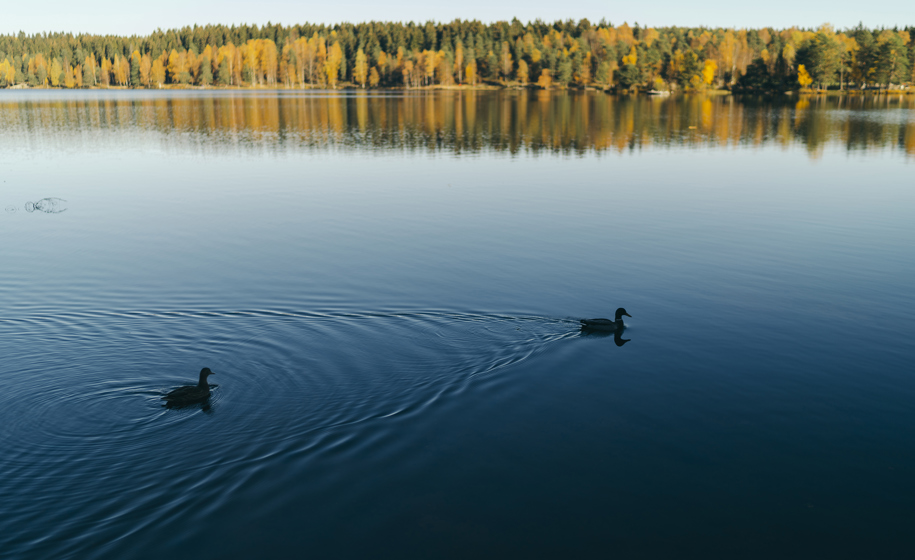 Ender på innsjø naturbilder 2