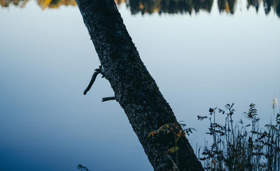 Trestamme med innsjø i bakgrunn naturbilder 3