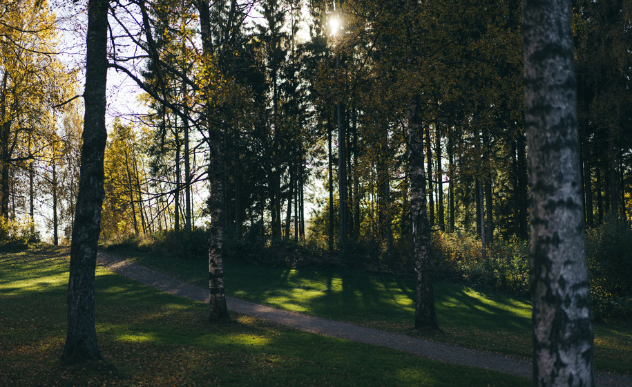 Skog med sollys naturbilder 15