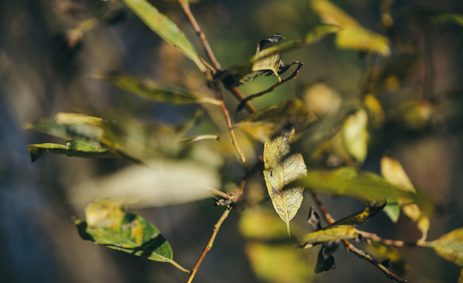 Plante nærbilde naturbilder 1