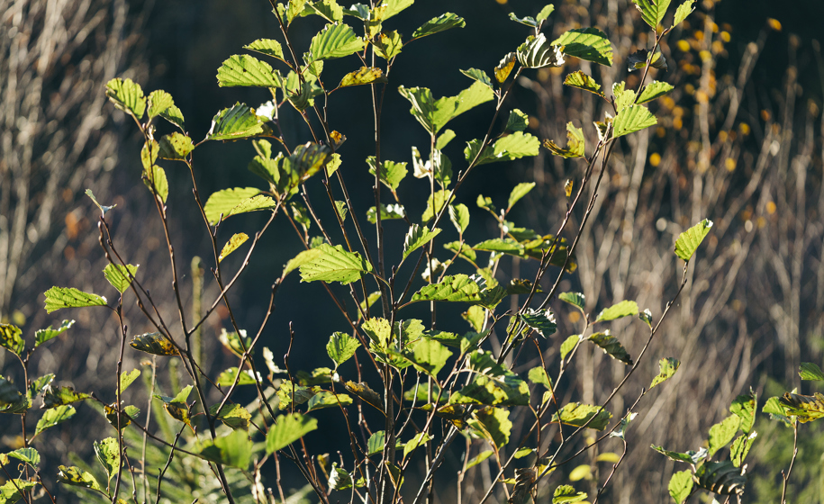 Plante naturbilder 4
