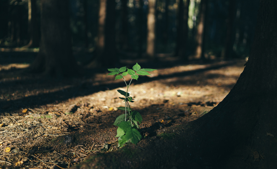 Plante naturbilder 6