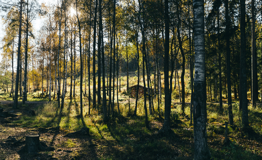 Skog med sollys naturbilder 6