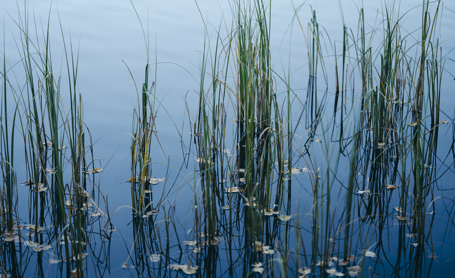 Gress i innsjø naturbilder 1