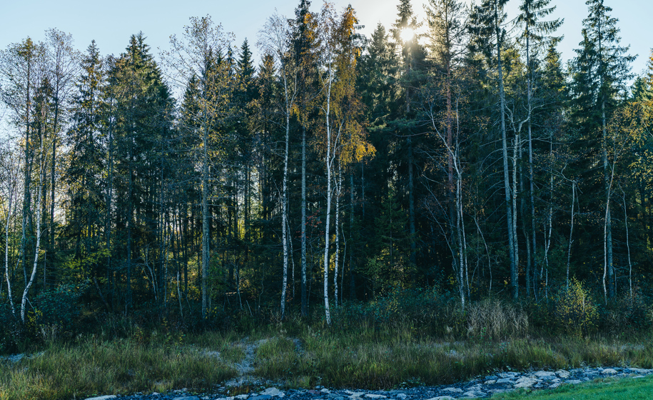 Skog med sollys naturbilder 1