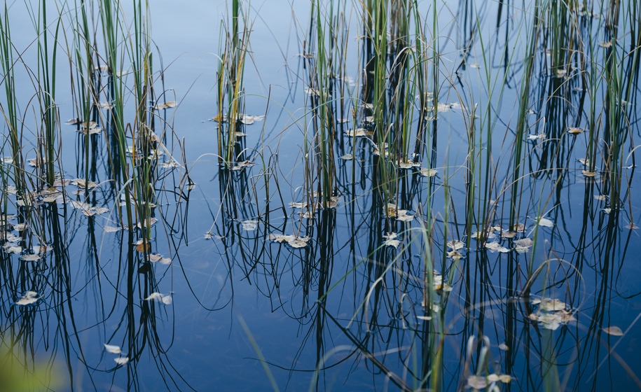 Gress i innsjø naturbilder 2