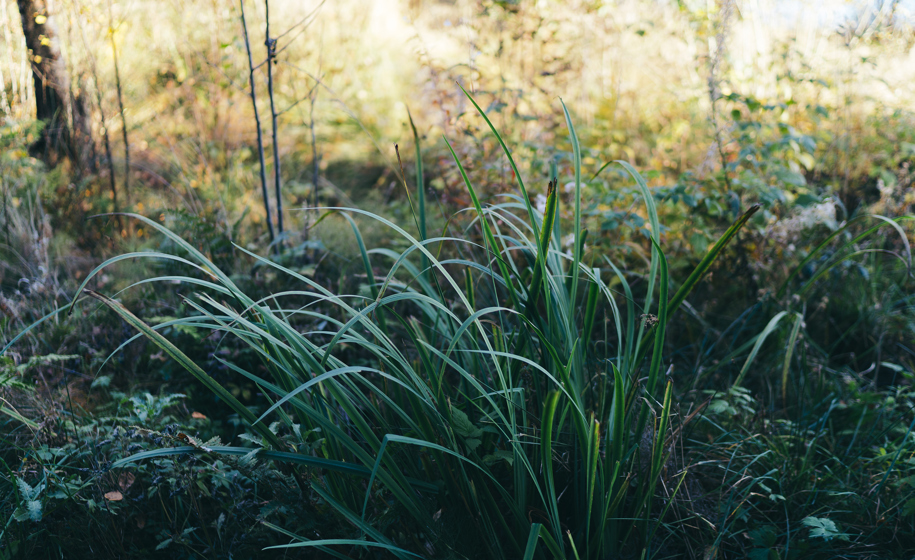 Plante naturbilder 7