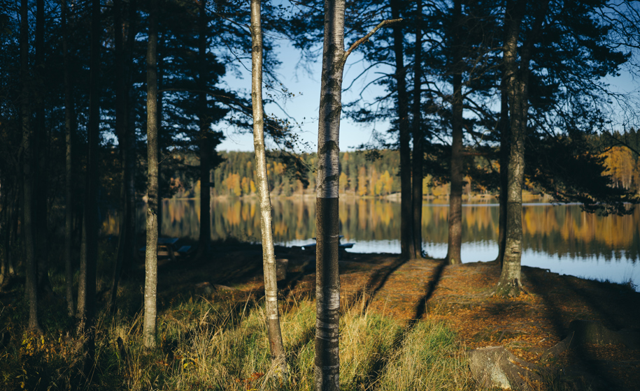 Skog med sollys naturbilder 14