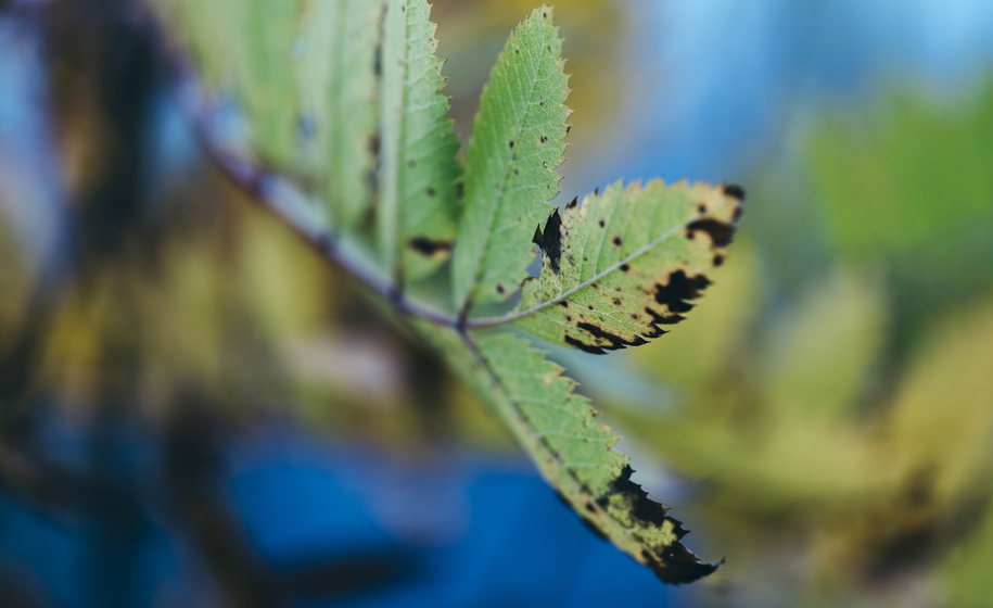 Plante nærbilde naturbilder 2
