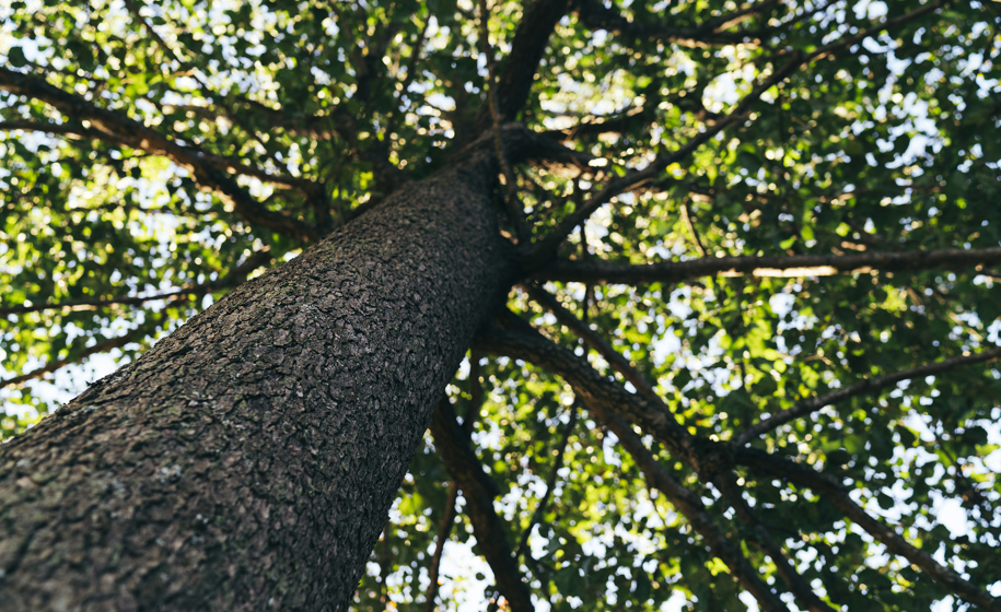 Tretopper naturbilder 1