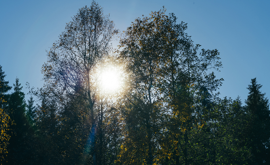 Skog med sollys naturbilder 2