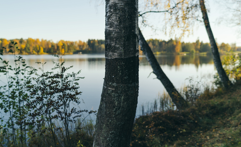 Trestamme med innsjø i bakgrunn naturbilder 1