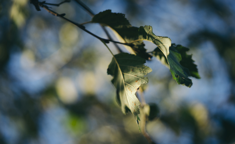 Plante nærbilde naturbilder 6