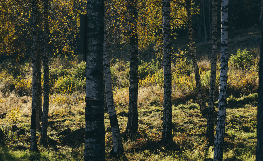 Skog med sollys naturbilder 8
