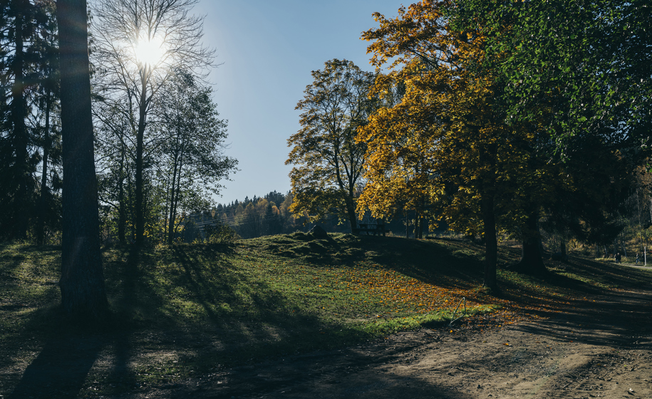 Skog med sollys naturbilder 3